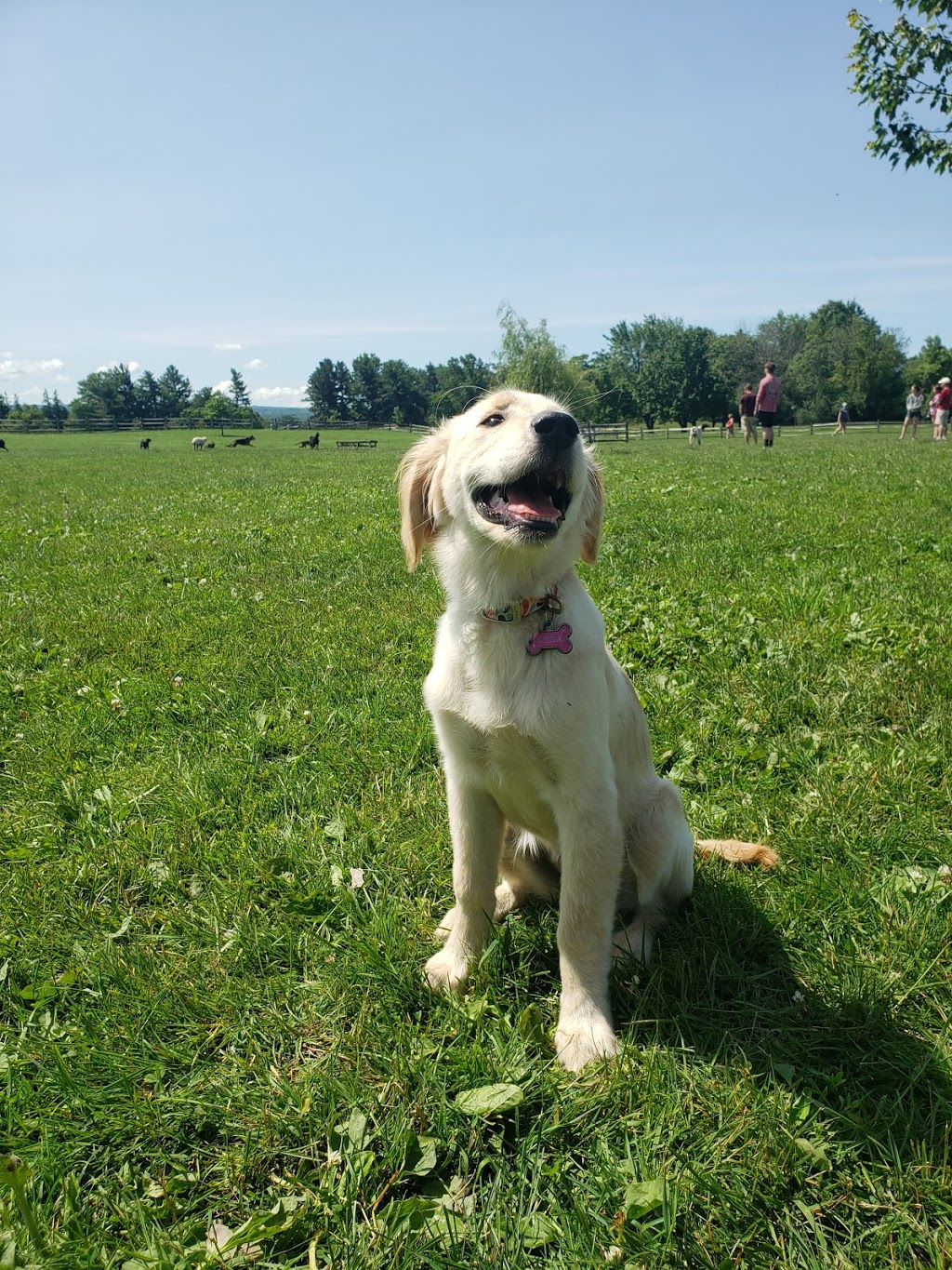 Knox Farm Dog Park | 437 Buffalo Rd, East Aurora, NY 14052, USA | Phone: (716) 652-0786