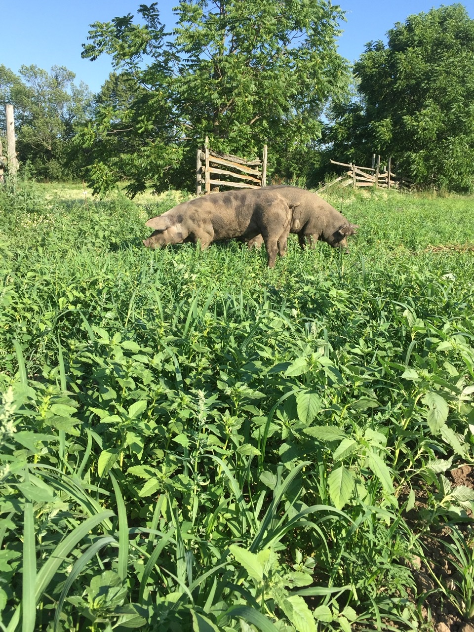 OBrienview Organic Farm | 688 Country Ln, Cameron, ON K0M 1G0, Canada | Phone: (705) 887-3974