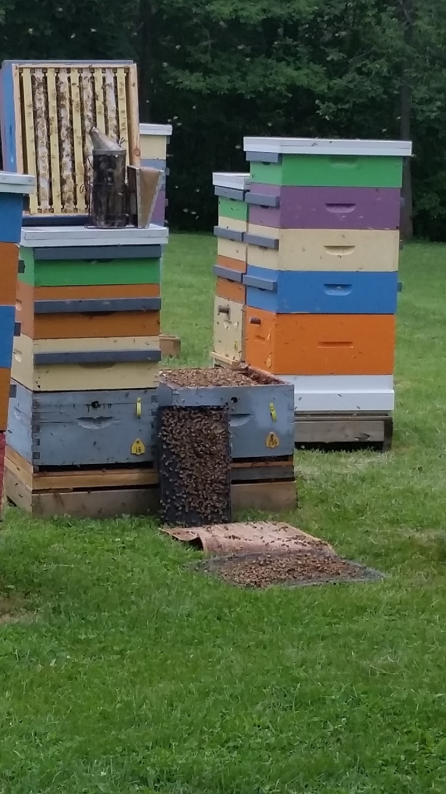 University Of Guelph Beekeeping Lab | 308 Stone Rd E, Guelph, ON N1G 2W1, Canada | Phone: (519) 836-8897