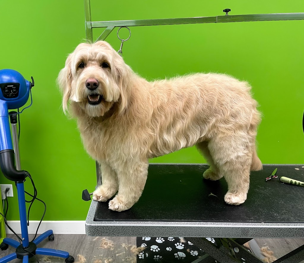 Tangled Tails Grooming Salon Inc. | 220 Springbank Ave, Woodstock, ON N4S 7R3, Canada | Phone: (519) 533-8949