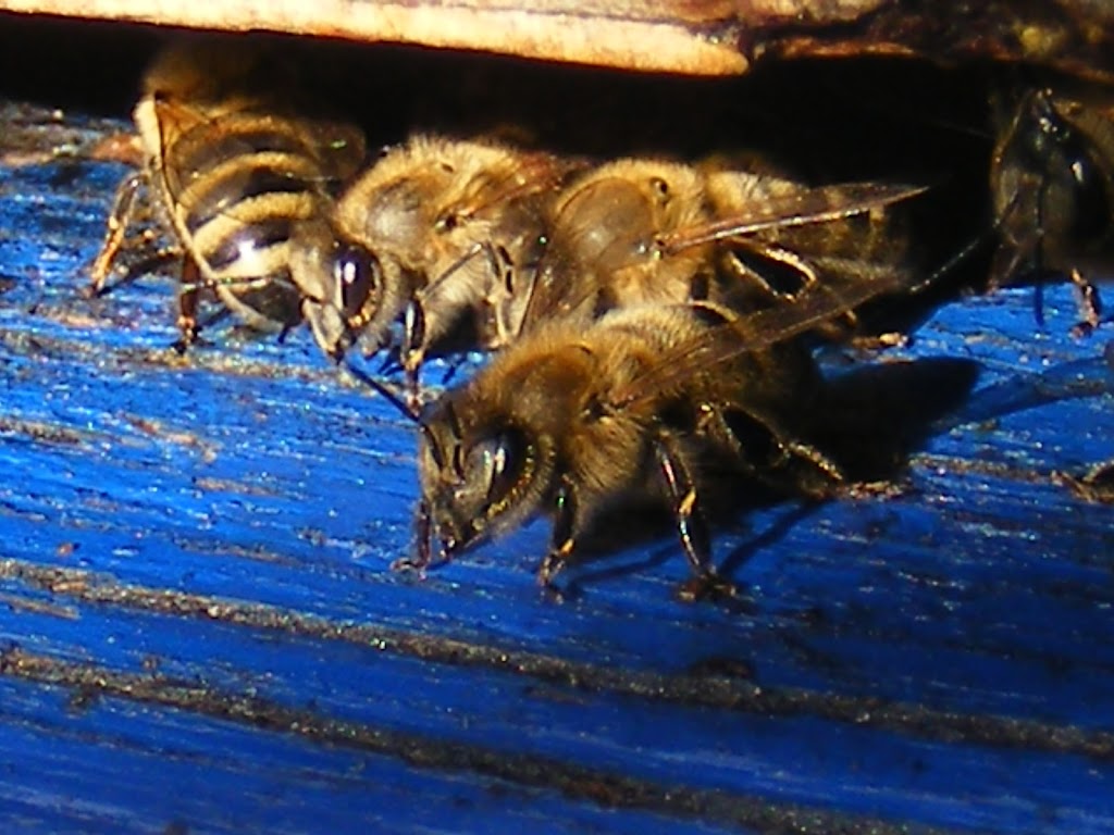 Ontario Beekeepers Association | West Door C, 5420 Hwy 6 Suite 185, Guelph, ON N1H 6J2, Canada | Phone: (905) 636-0661