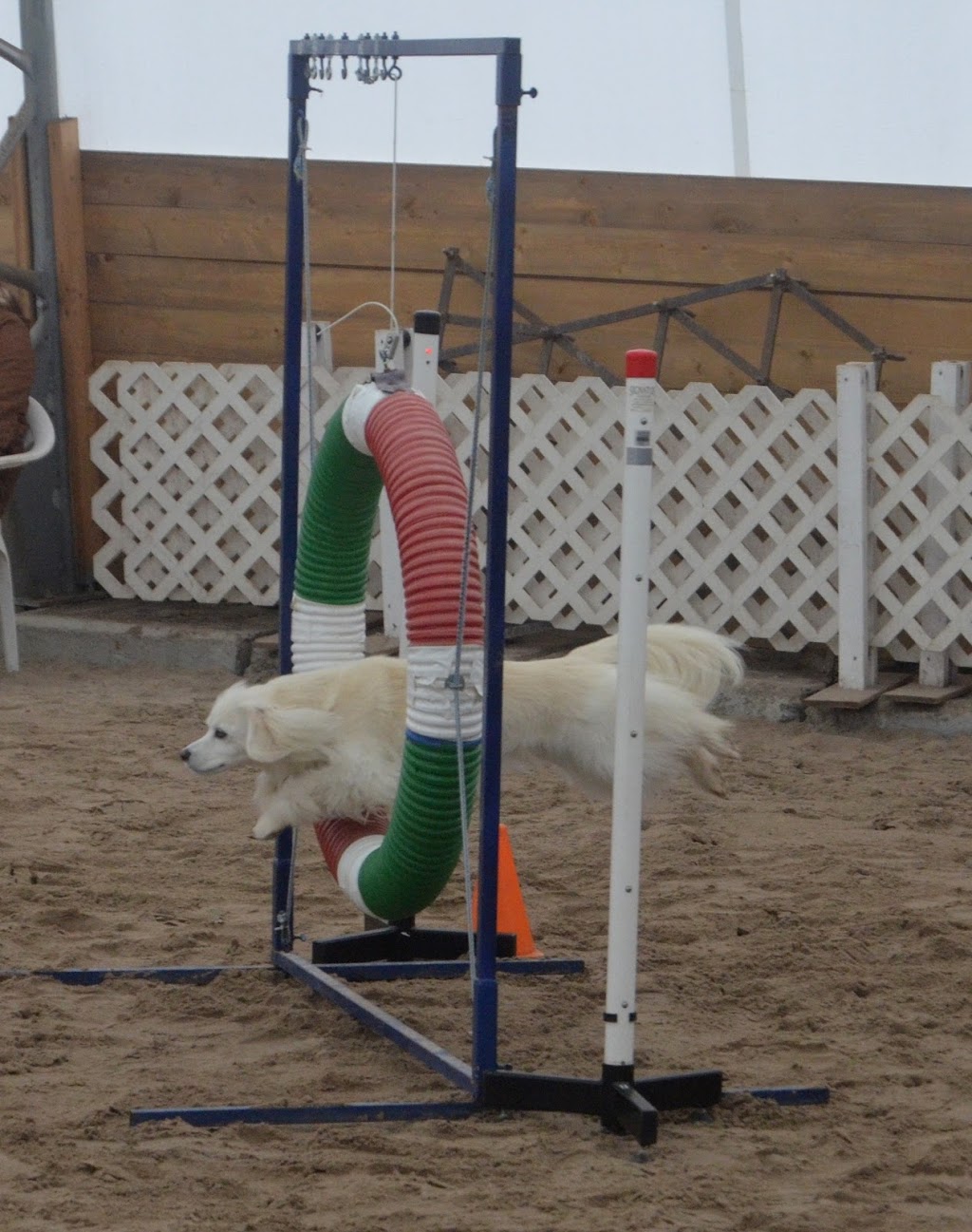 Paus-n-Train Agility & Obedience | 300 Lindsay Rd, Selwyn, ON K9J 0C5, Canada | Phone: (705) 740-0774