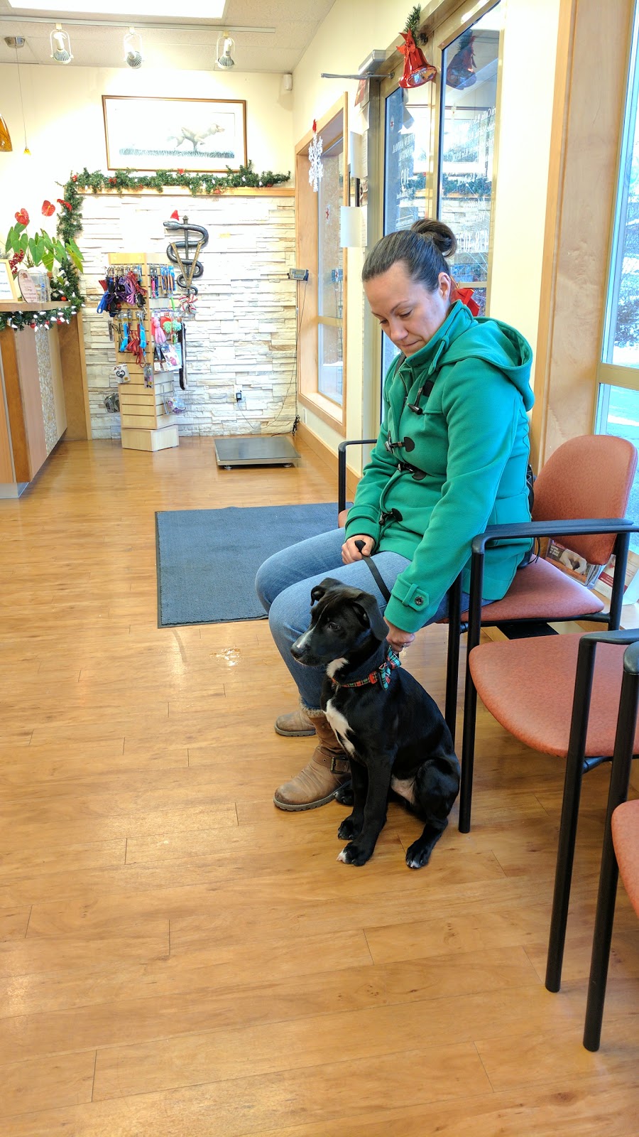 Glenview Animal Hospital Ltd | 3145 Jacklin Rd, Victoria, BC V9B 3Y7, Canada | Phone: (250) 478-4075