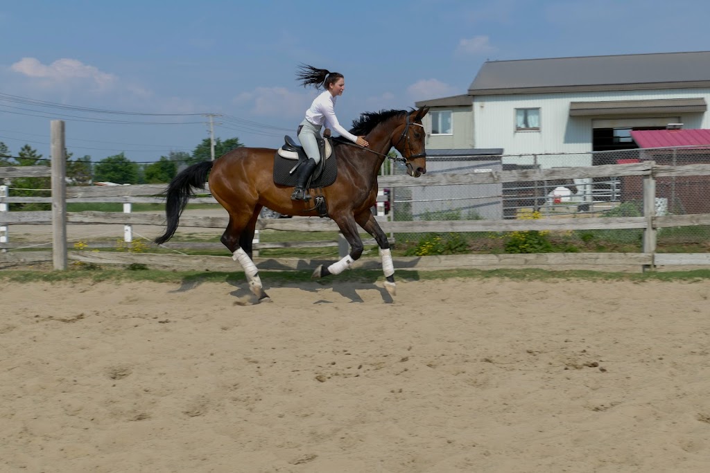 Academy Equestrian Mn | 172 Rang Lepage, Sainte-Anne-des-Plaines, QC J0N 1H0, Canada | Phone: (514) 604-7232