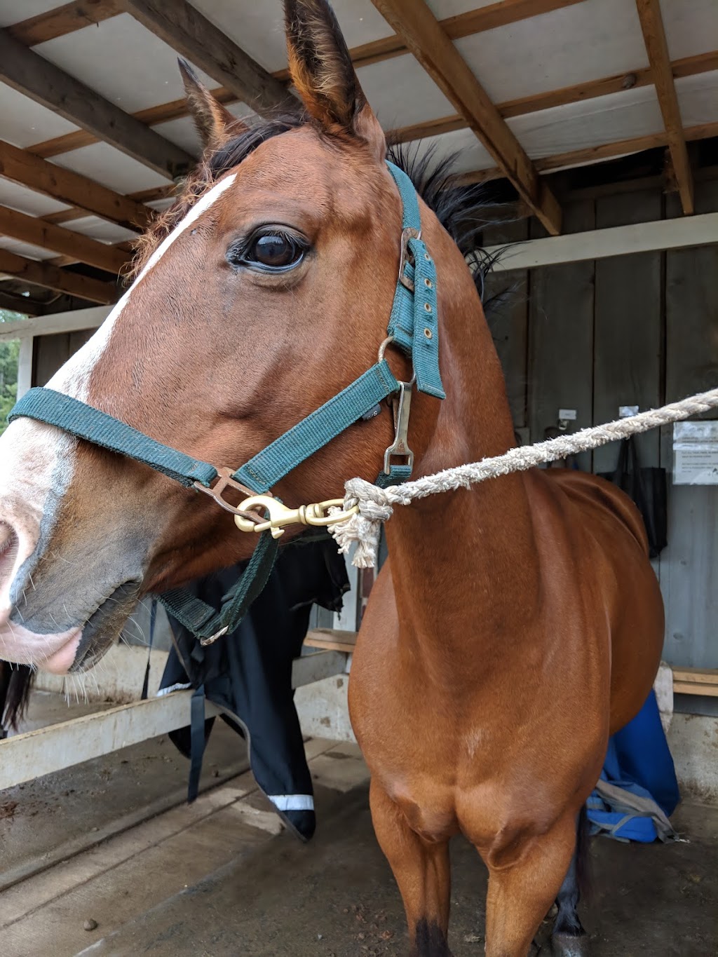 Sprout Meadow Stables | 3583 Dove Creek Rd, Courtenay, BC V9J 1R9, Canada | Phone: (250) 650-6218