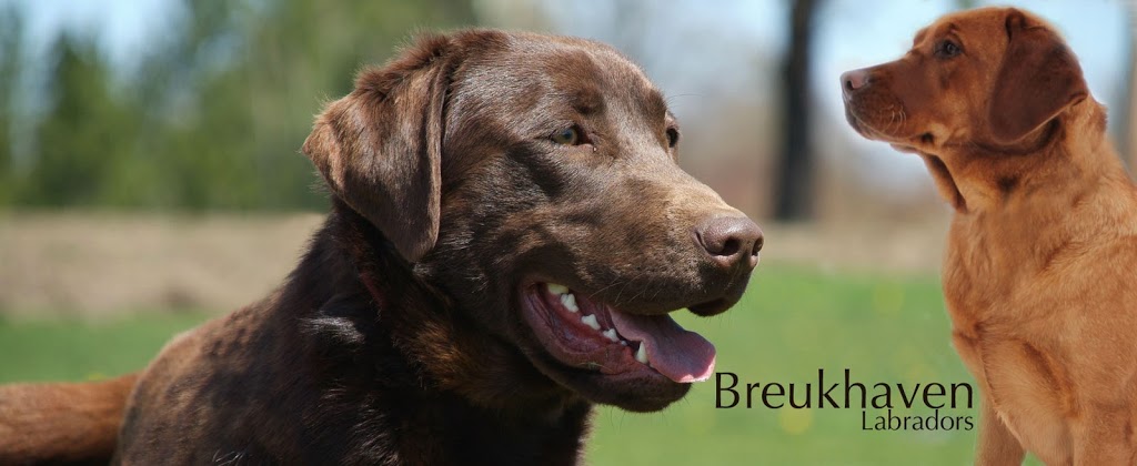 Breukhaven Labradors | Jarvis, ON N0A 1J0, Canada | Phone: (519) 909-8365