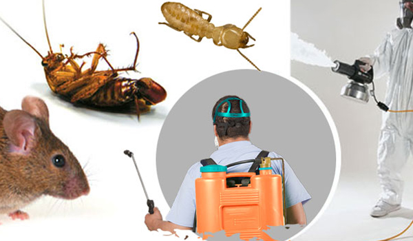 Pest Control Langley BC |Active bc,Pest Exterminators Ant ,Bed B | 22370 47a Ave, Langley City, BC V2Z 1M5, Canada | Phone: (778) 695-7777