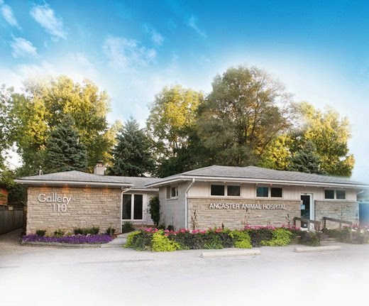 Ancaster Animal Hospital | 110 Wilson St W, Ancaster, ON L9G 1N3, Canada | Phone: (905) 648-2142