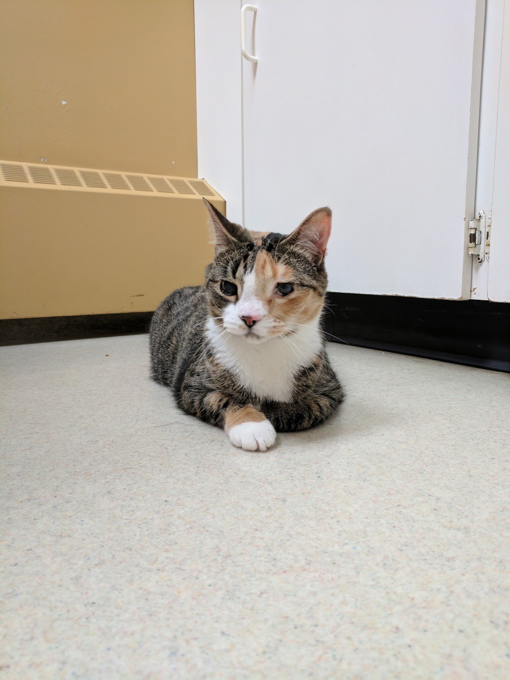 Exclusively Cats Veterinary Hospital | 945 Corydon Ave, Winnipeg, MB R3M 0W8, Canada | Phone: (204) 287-8810