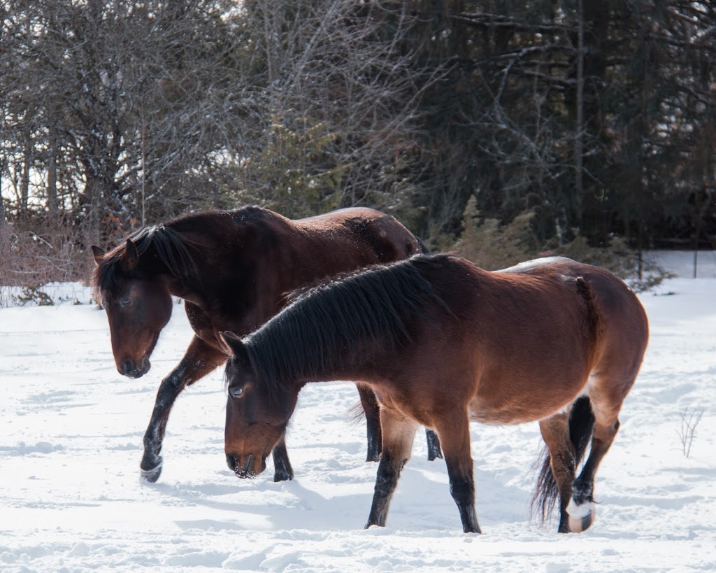 In Circle With Life | 499 Sixth Line Rd N, Norwood, ON K0L 2V0, Canada | Phone: (416) 699-0999