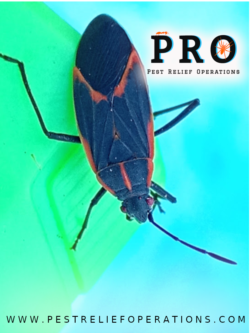 Pest Relief Operations | 267 Niagara St, St. Catharines, ON L2M 5N2, Canada | Phone: (289) 434-6256