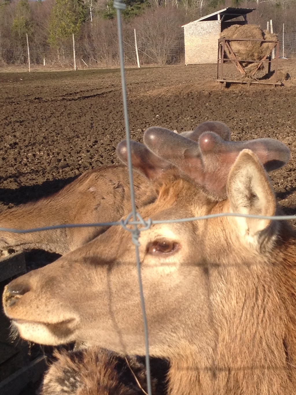 La Ferme Renaissance (Sanglier & Cerf Rouge) | 1120 2e Rang S, Weedon, QC J0B 3J0, Canada | Phone: (819) 877-2813