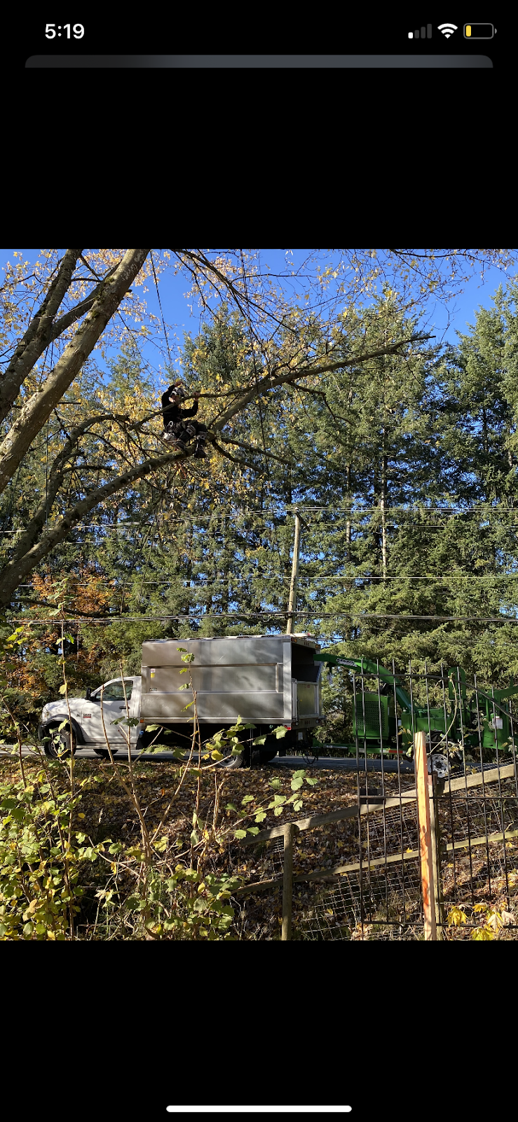 Tree Boss Tree Service | 8241 Wadham Dr, Delta, BC V4C 4E1, Canada | Phone: (604) 360-0580