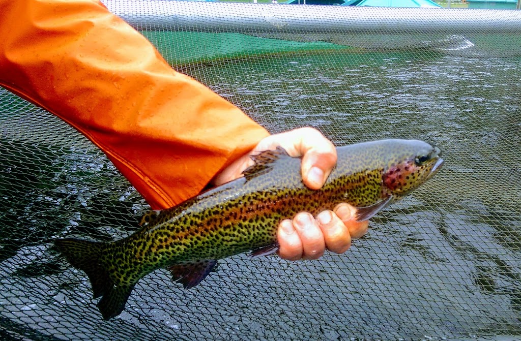 Chapman Creek Hatchery | 4381 Parkway Dr, Sechelt, BC V0N 3A1, Canada | Phone: (604) 885-4136