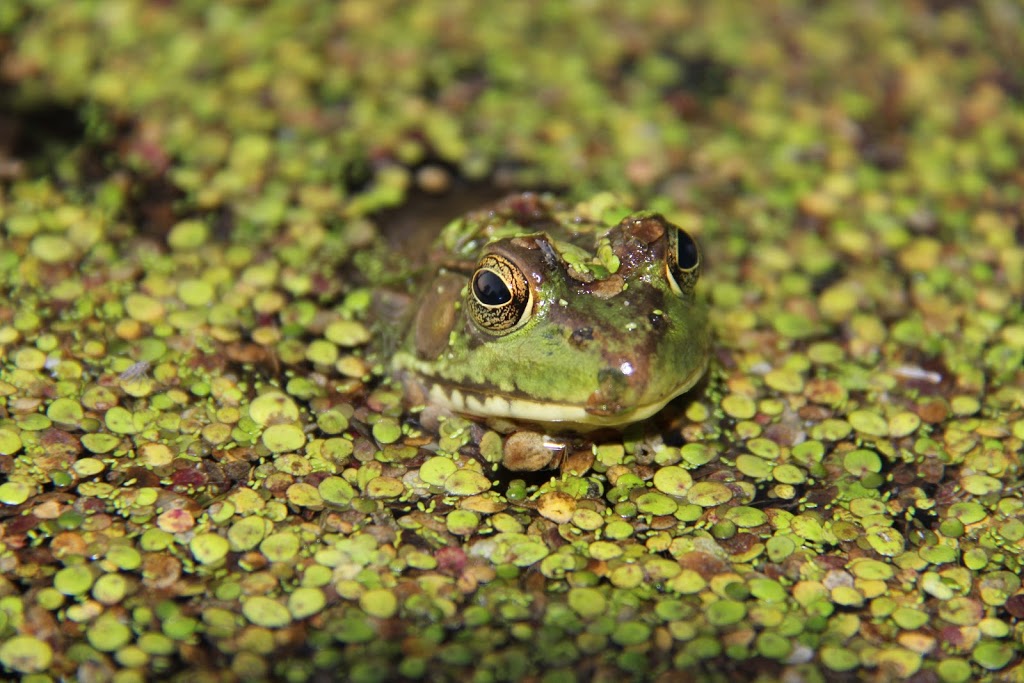 Imagine the Marsh Conservation Area | DEyncourt St, Lakefield, ON K0L 2H0, Canada | Phone: (705) 745-5791