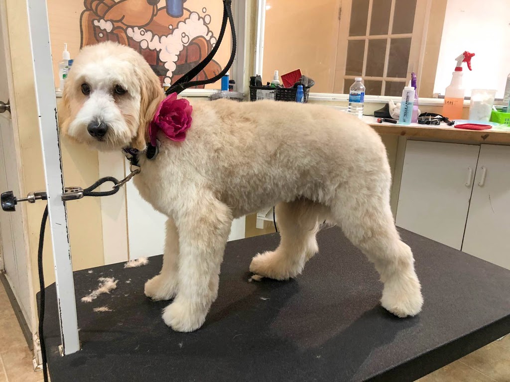Paws in the Bath Dog Grooming | 305 Barrie St Unit 4A-1, Bradford, ON L3Z 2B7, Canada | Phone: (905) 551-5777