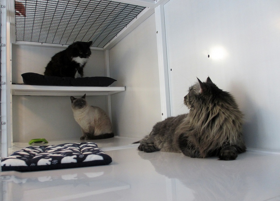 CatNaps Boarding Exclusively for Cats | 338072 40 St W, DeWinton, AB T0L 0X0, Canada | Phone: (403) 982-2287