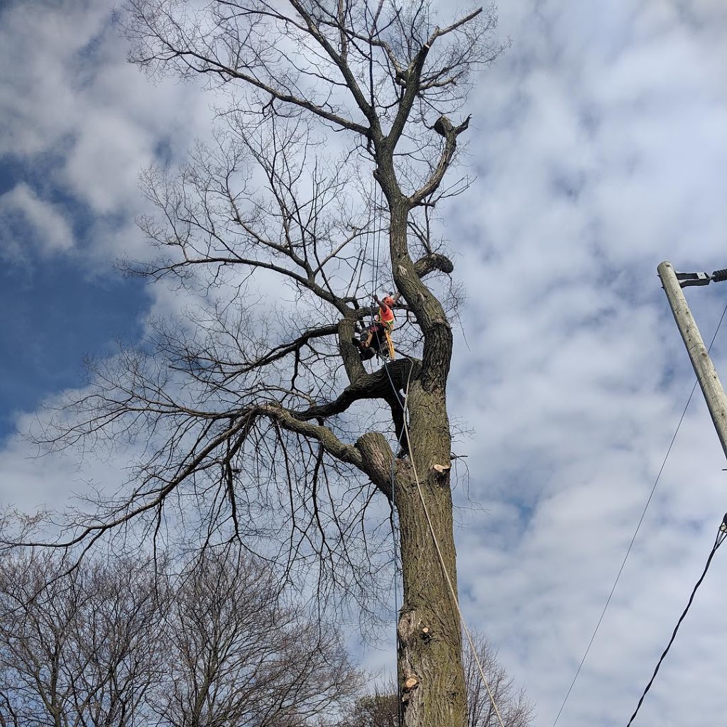 Jarmuth Tree Service | 31 Oriole Pkwy W, Elmira, ON N3B 1B6, Canada | Phone: (519) 500-4583