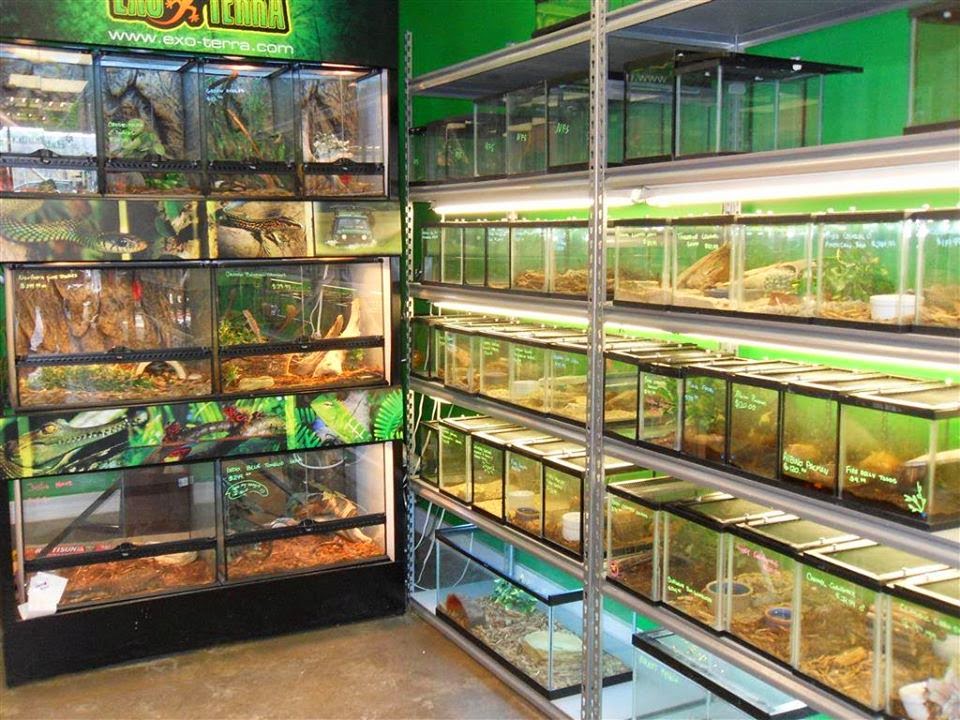 All Reptiles | 99-1911 Kennedy Rd, Scarborough, ON M1P 2L9, Canada | Phone: (647) 343-0669