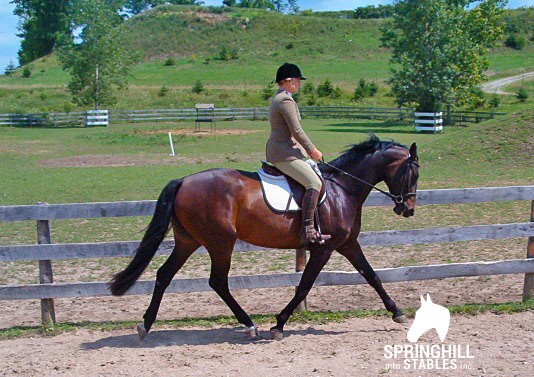 Springhill mtn Stables | 3079 Perth County Rd 180, Staffa, ON N0K 1Y0, Canada | Phone: (519) 345-2244