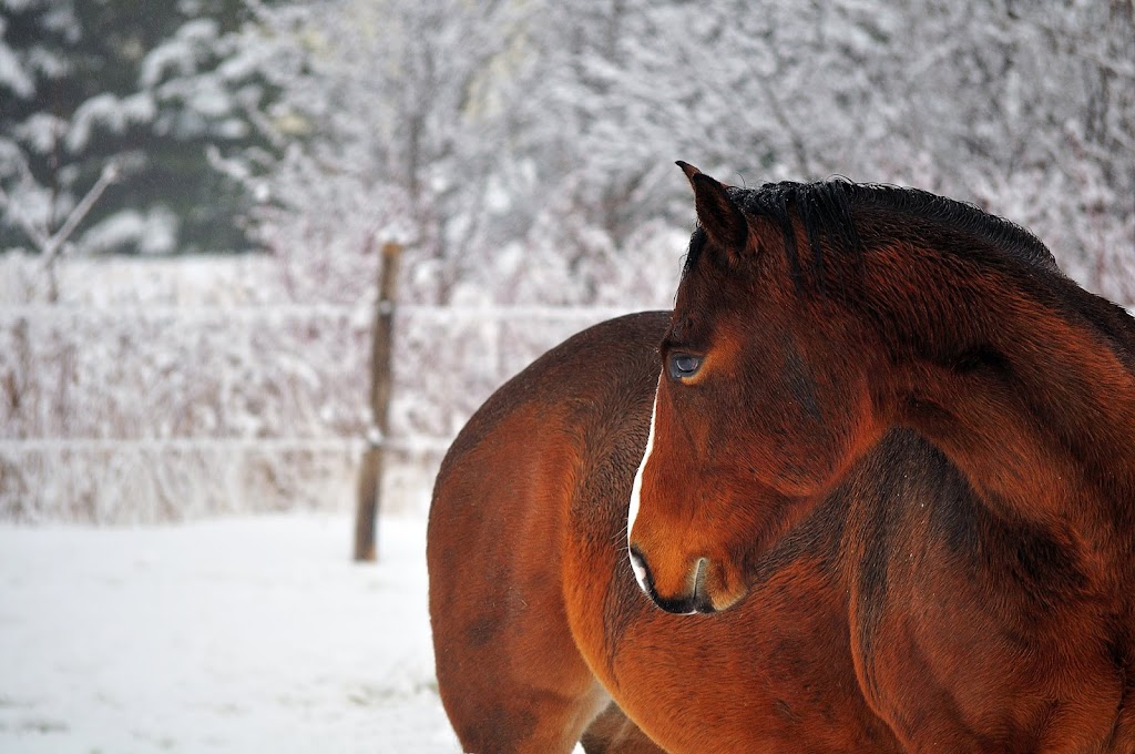 KÉLYA - Psychoéducation et thérapie assistée par le cheval | 153 Rue du Faubourg, Saint-Pacôme, QC G0L 3X0, Canada | Phone: (418) 234-3785