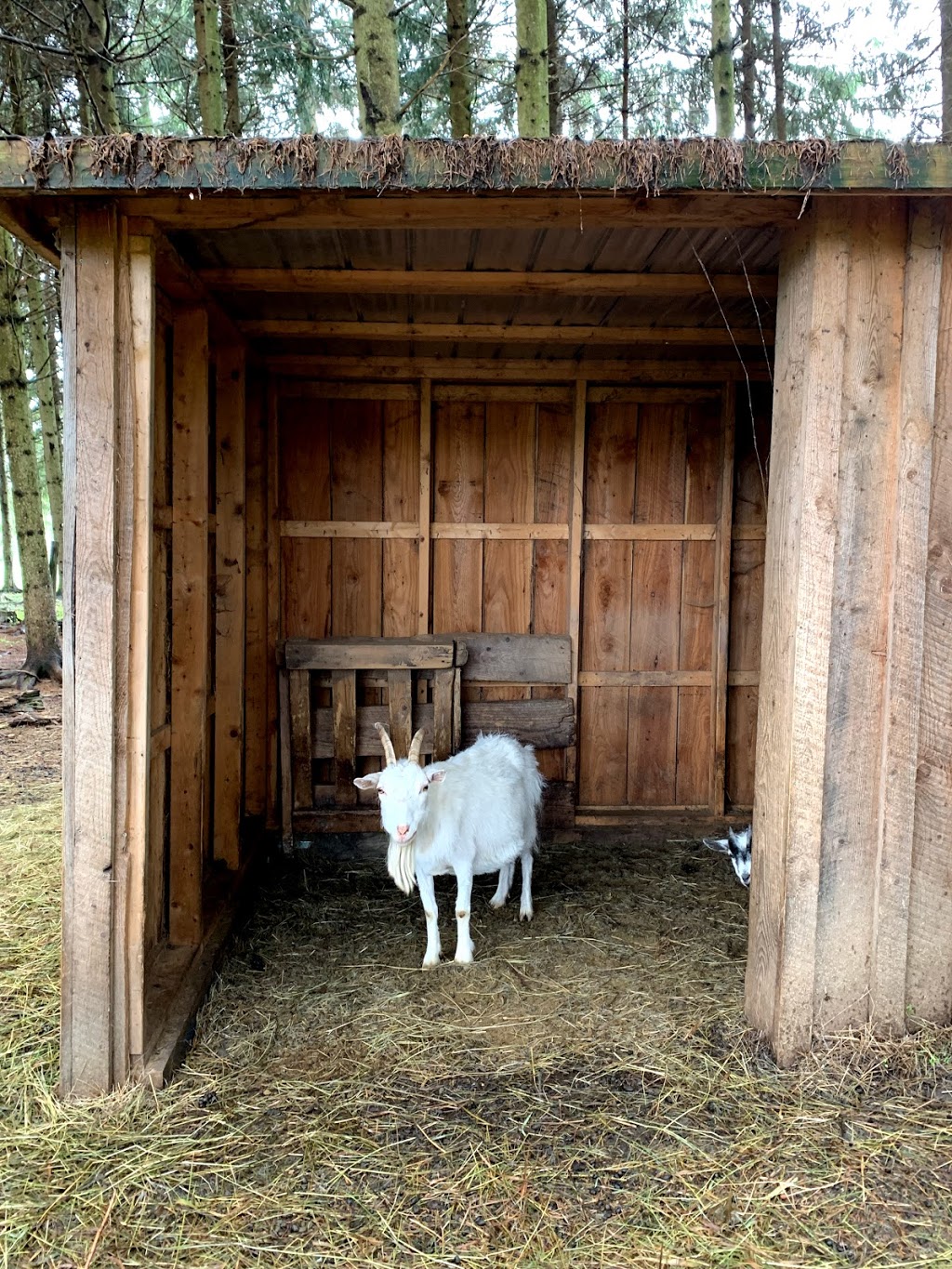 La Ferme Du Pêché Mignon | 110 1er Rang, Saint-Romain, QC G0Y 1L0, Canada | Phone: (418) 486-2451