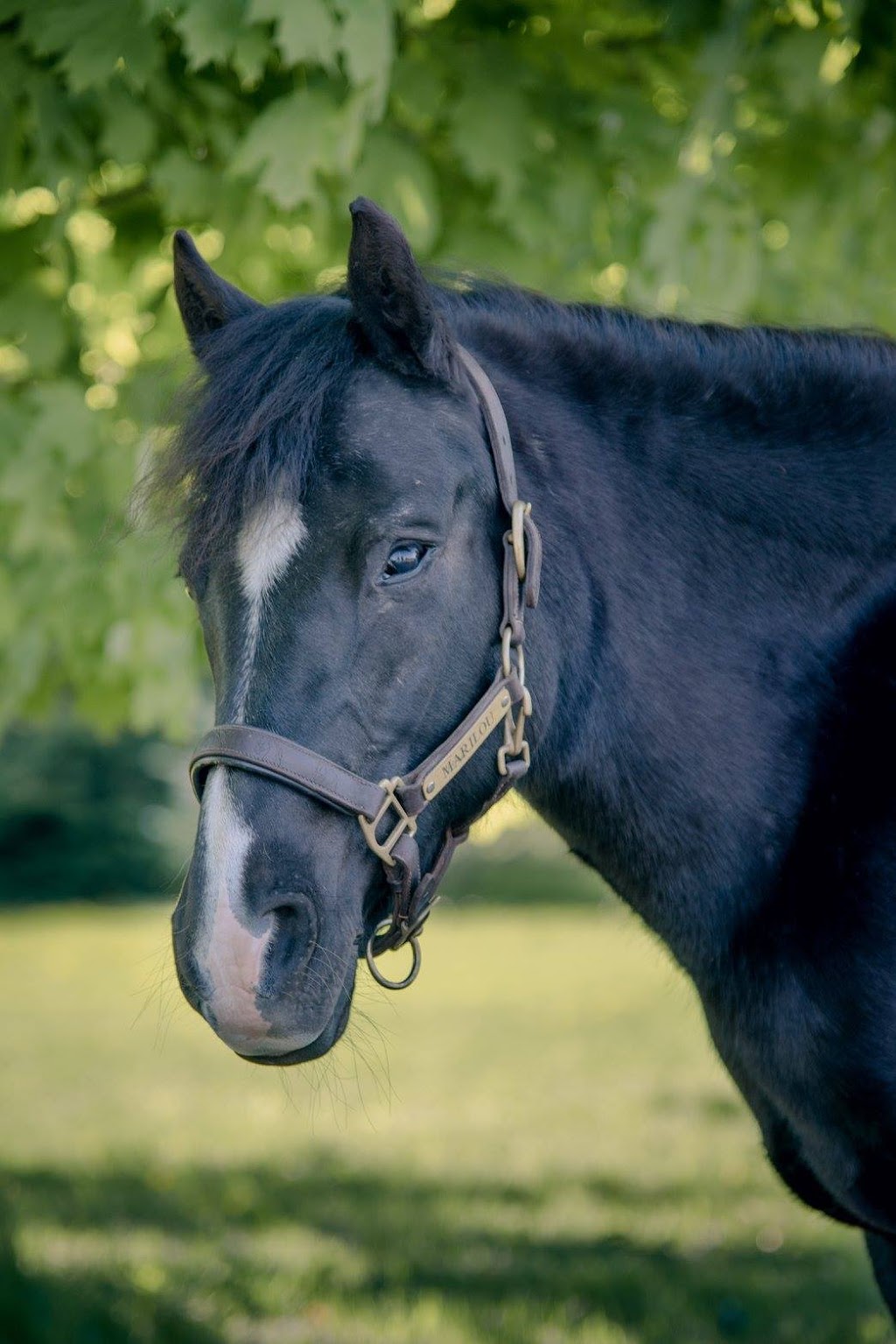 Centre Dhippothérapie Et Équitation Thérapeutique Enfants En Éq | 4200 Chemin Ste Angélique, Saint-Lazare, QC J7T 2N5, Canada | Phone: (438) 403-3341