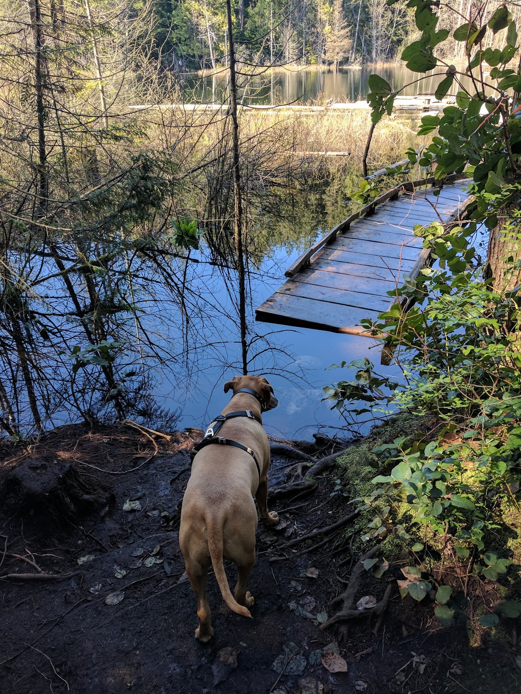 Whyte Lake Trail - Trailhead | 5647 Westport Rd, West Vancouver, BC V7W 1V2, Canada