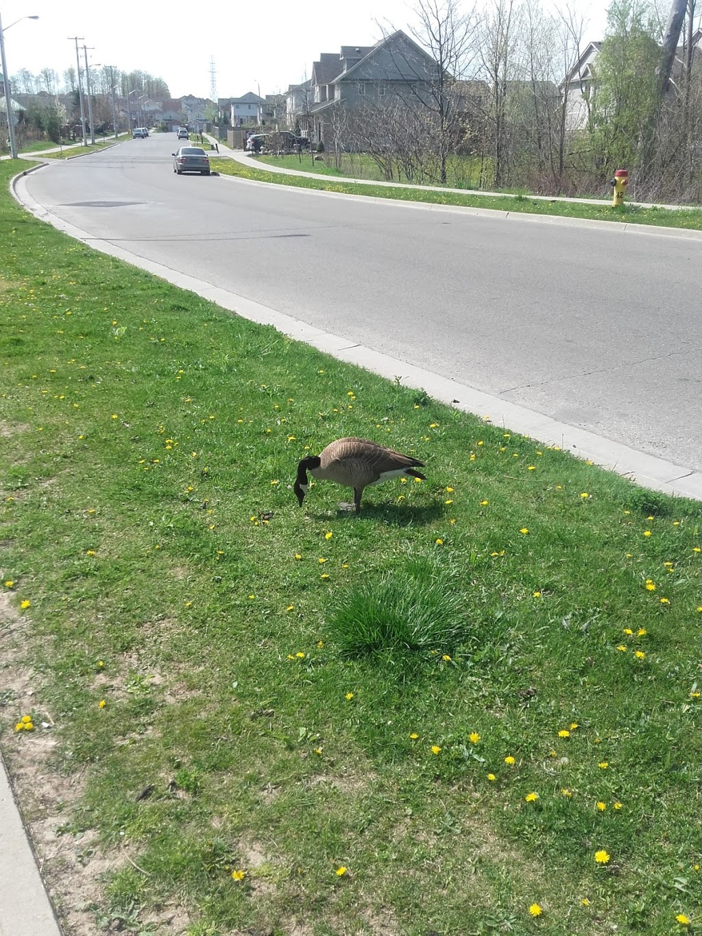 Laurentian Wetlands | 20 David Bergey Dr, Kitchener, ON N2E 4H7, Canada