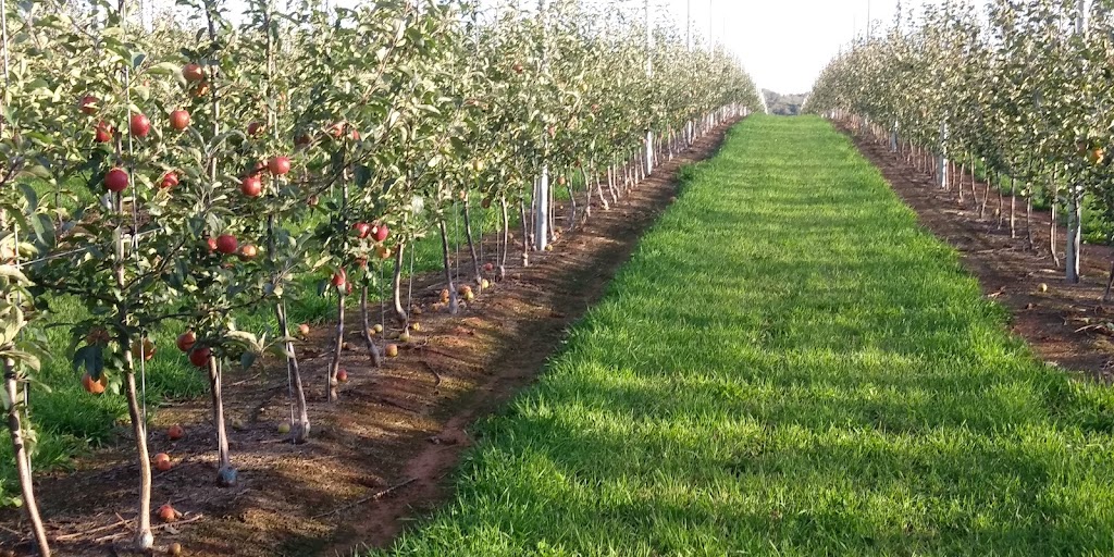 red shore Orchards | 28 Schurman St, Charlottetown, PE C1E 2A9, Canada | Phone: (902) 566-4477