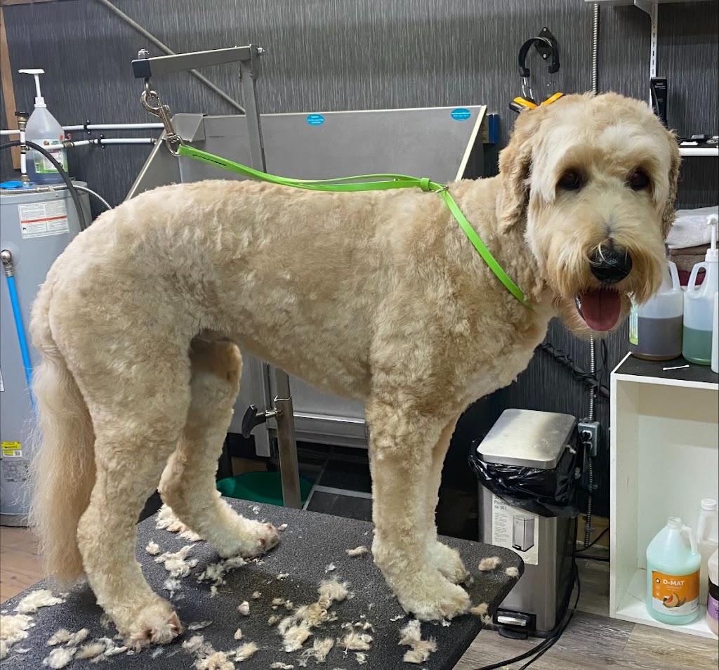 Far Fetched Grooming | 720 30th St #1, Courtenay, BC V9N 7S7, Canada | Phone: (250) 338-7996