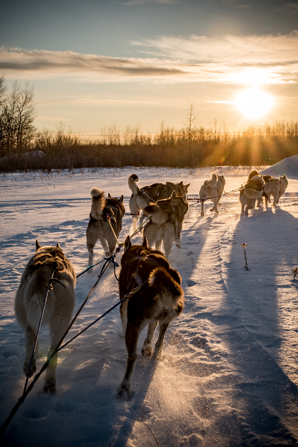 Harness Adventure Mushing Co. | Trans-Canada Hwy, Richer, MB R0E 1S0, Canada | Phone: (431) 232-3237