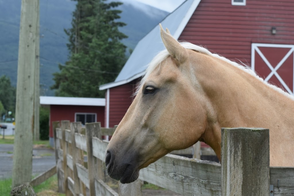 KK Stables | 5289-5451 Sumas Prairie Rd, Chilliwack, BC V2R 4N7, Canada | Phone: (604) 302-3203