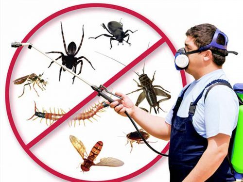 Pest Control Langley BC |Active bc,Pest Exterminators Ant ,Bed B | 22370 47a Ave, Langley City, BC V2Z 1M5, Canada | Phone: (778) 695-7777