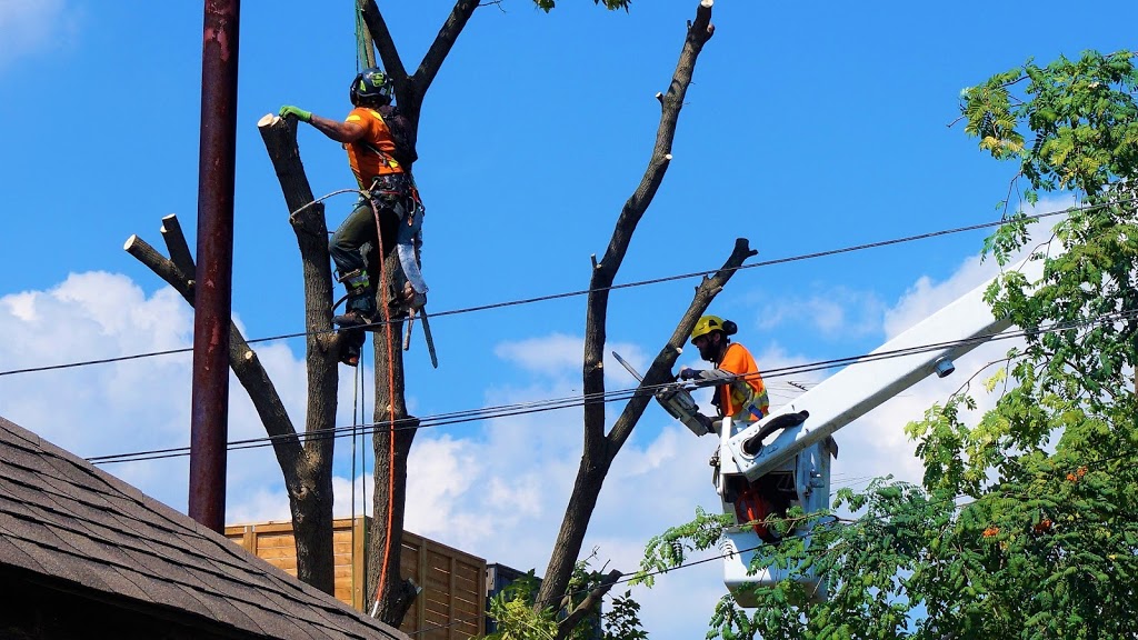 Tree Service Coquitlam Inc. | 1145 Inlet St, Coquitlam, BC V3B 6E8, Canada | Phone: (778) 488-9410