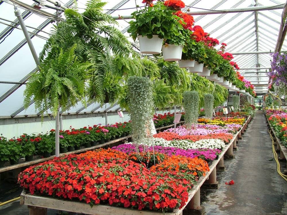 Green Acres Greenhouses | ON-3, Wainfleet, ON L0S 1V0, Canada | Phone: (905) 899-1201