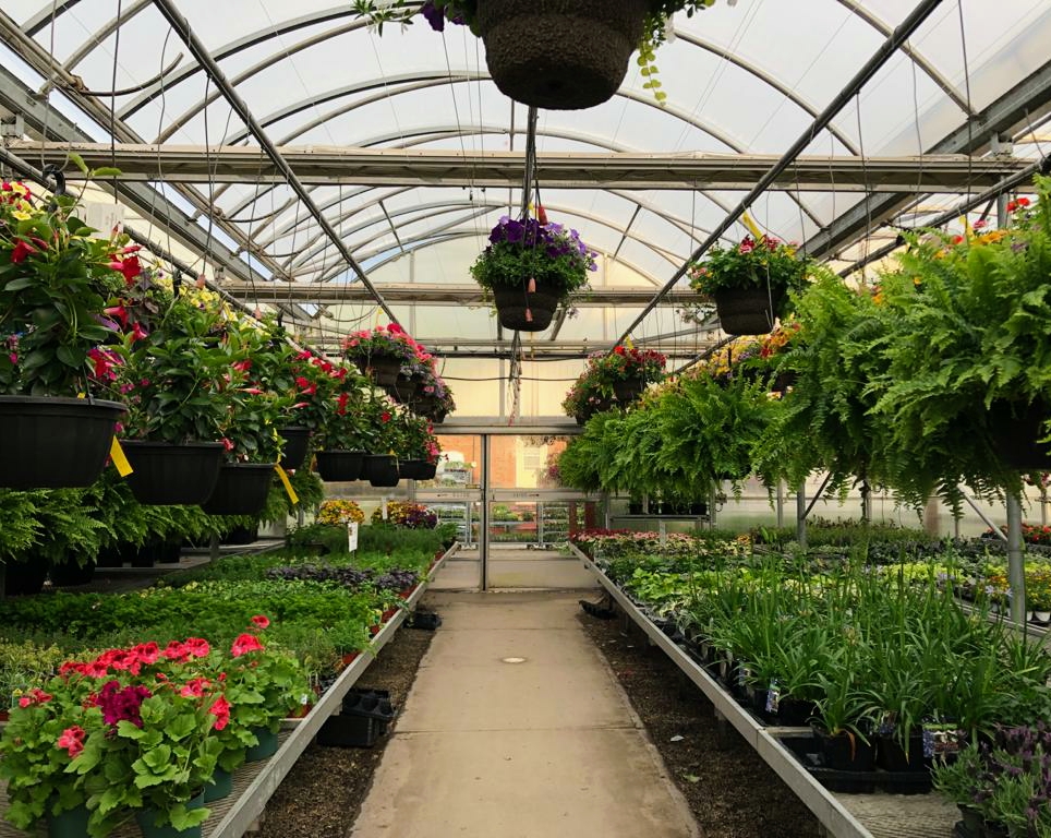 Arnolds Greenhouses | 9774 Winston Churchill Blvd, Norval, ON L0P 1K0, Canada | Phone: (905) 455-8382
