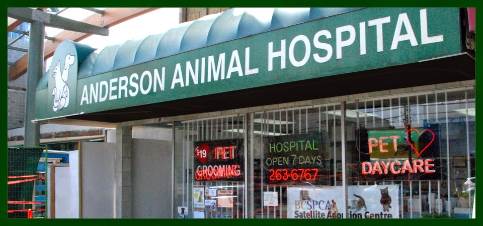 Anderson Animal Hospital | 8465 Granville St, Vancouver, BC V6P 4Z9, Canada | Phone: (604) 263-6767