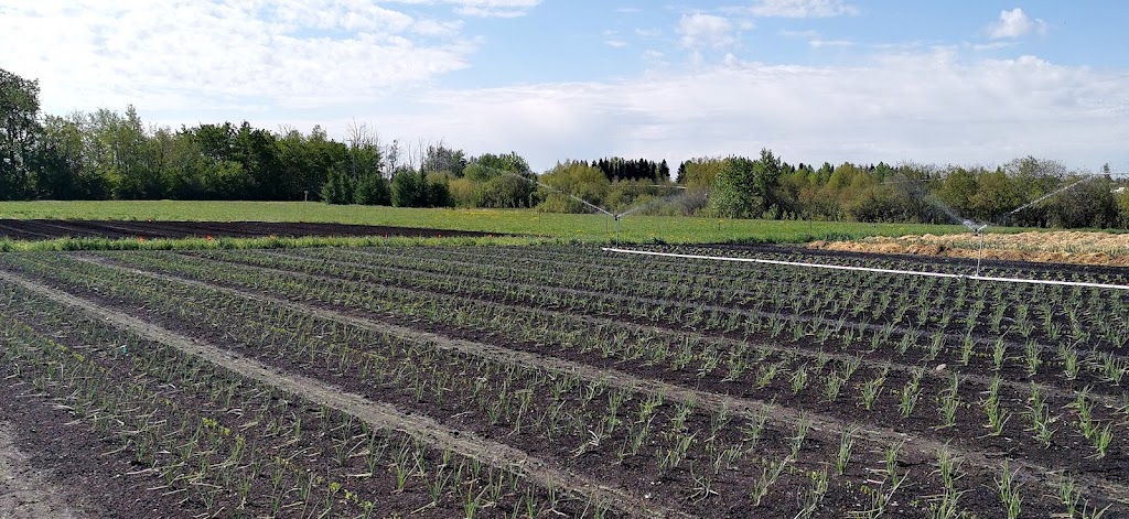 Sundog Organic Farm | 56032, Range Rd 225, Gibbons, AB T0A 1N0, Canada | Phone: (587) 409-1106