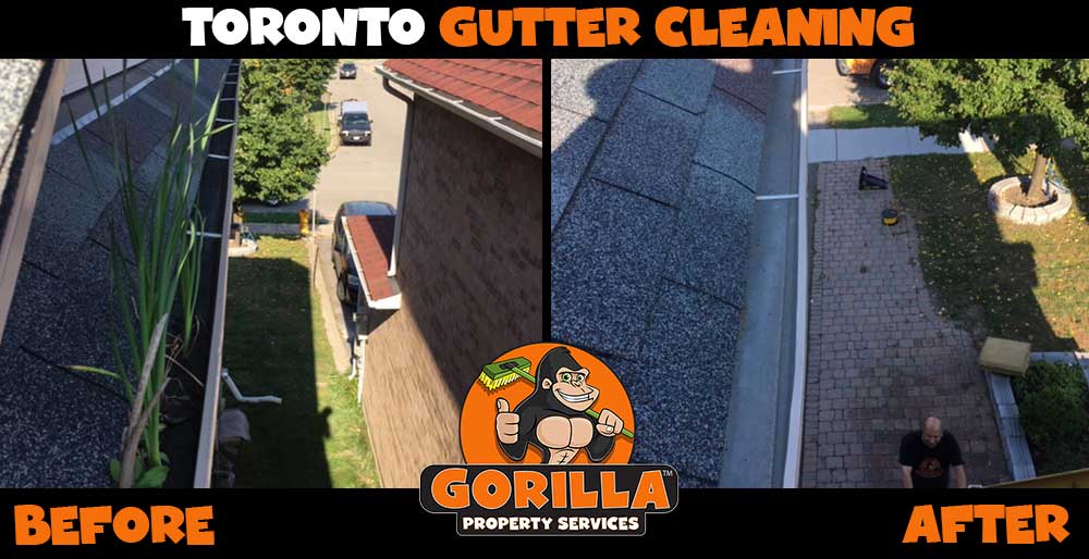 Gorilla Property Services | Jane Park Plaza Suite 98621, Toronto, ON M6N 5A6, Canada | Phone: (647) 559-9636