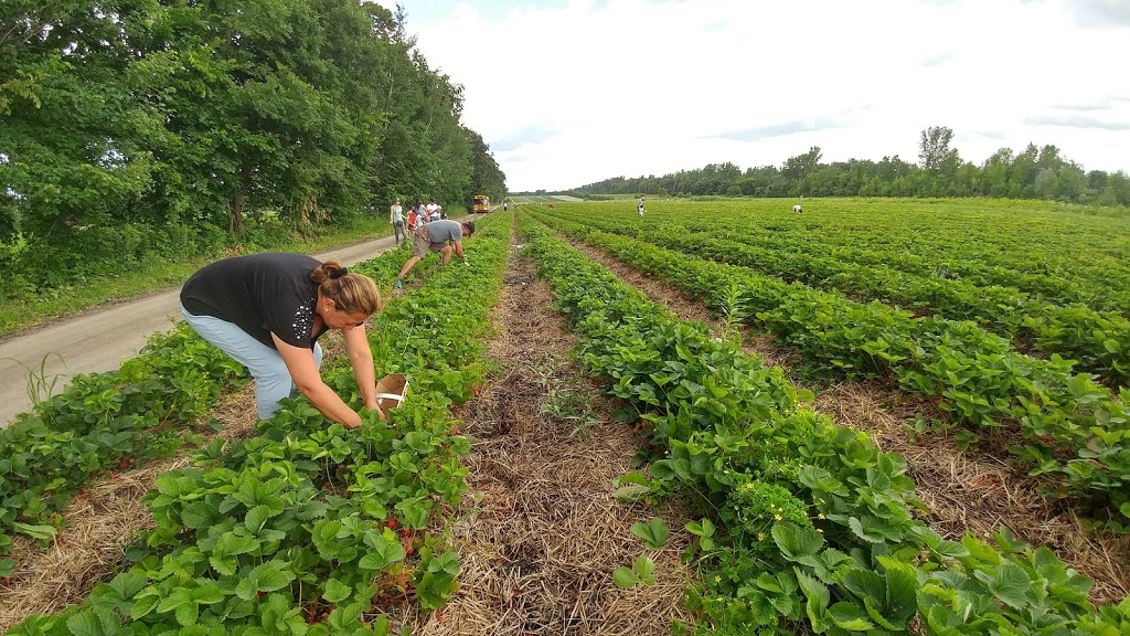 Ferme Sauriol | 3150 Boulevard des Mille-Îles, Laval, QC H7J 1C9, Canada | Phone: (450) 666-6564