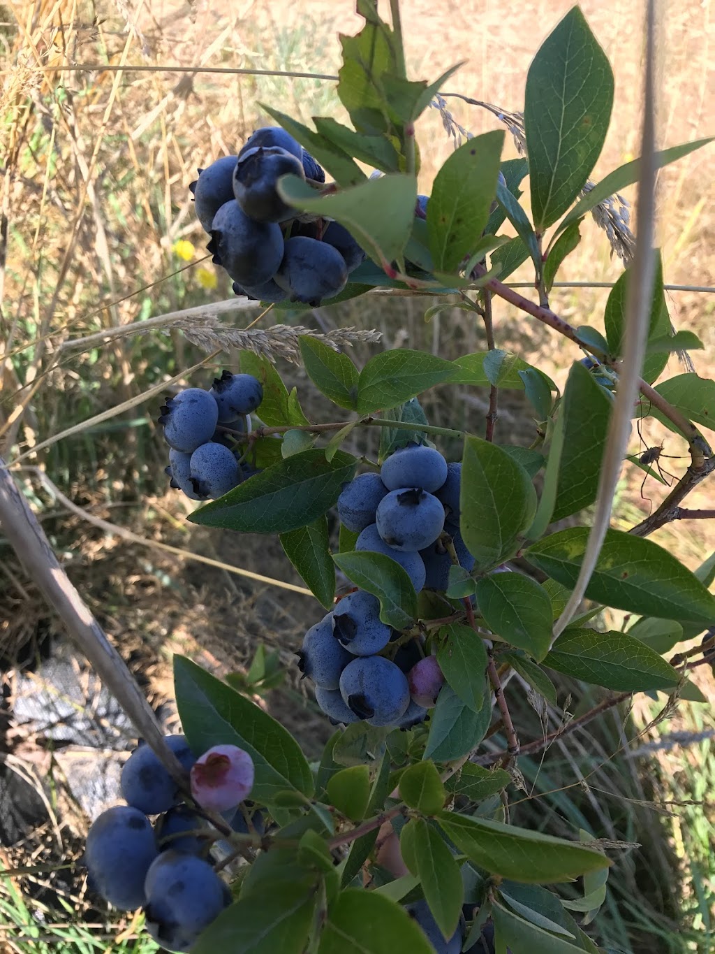 Haslam Creek Berry Farm-certified organic blueberry | 2900 Rugby Road, Nanaimo, BC V9X 1T2. Or, 2900 Beck Rd, Nanaimo, BC V9X 1T2, Canada | Phone: (250) 797-0623