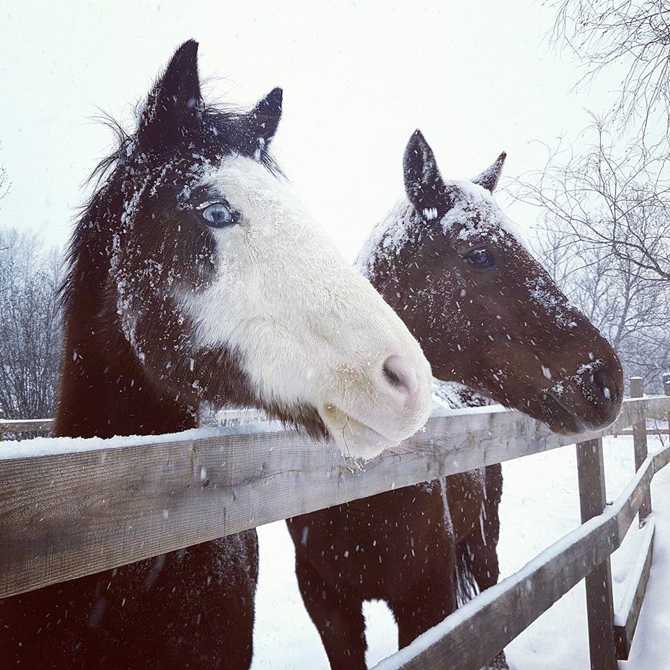 La boutique pour animaux de lEstrie | 396 Rue Principale, Eastman, QC J0E 1P0, Canada | Phone: (450) 297-2772