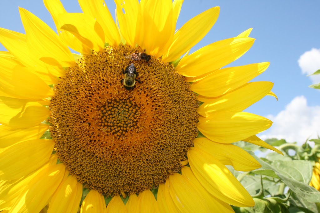 Yellowlees Family Farm | 4441 Malcolm Rd, Nestleton Station, ON L0B 1L0, Canada | Phone: (905) 986-0657