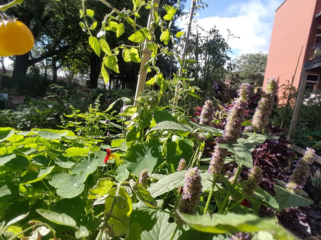 Agriculture Urbaine Garden | Hochelaga, Montréal, QC H1W 2N1, Canada | Phone: (514) 521-9292