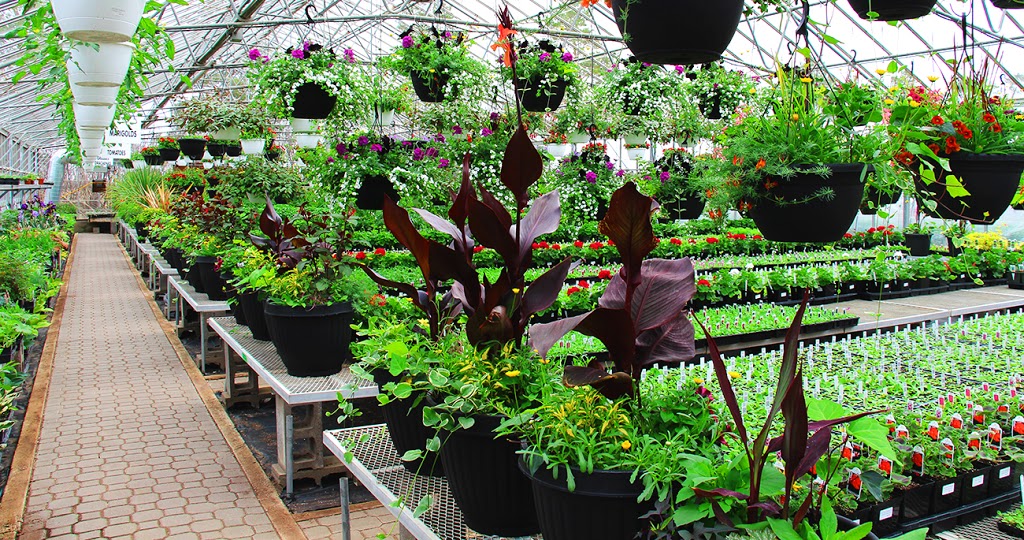 Dieter Martin Greenhouse Ltd | 401 Second Avenue, Langham, SK S0K 2L0, Canada | Phone: (306) 283-4376