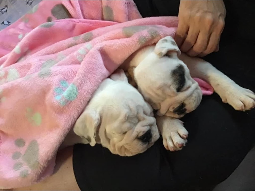 Majestic Island Bulldogs | 3041 Brackley Point Rd, Brackley Beach, PE C1E 2N8, Canada | Phone: (902) 672-1400