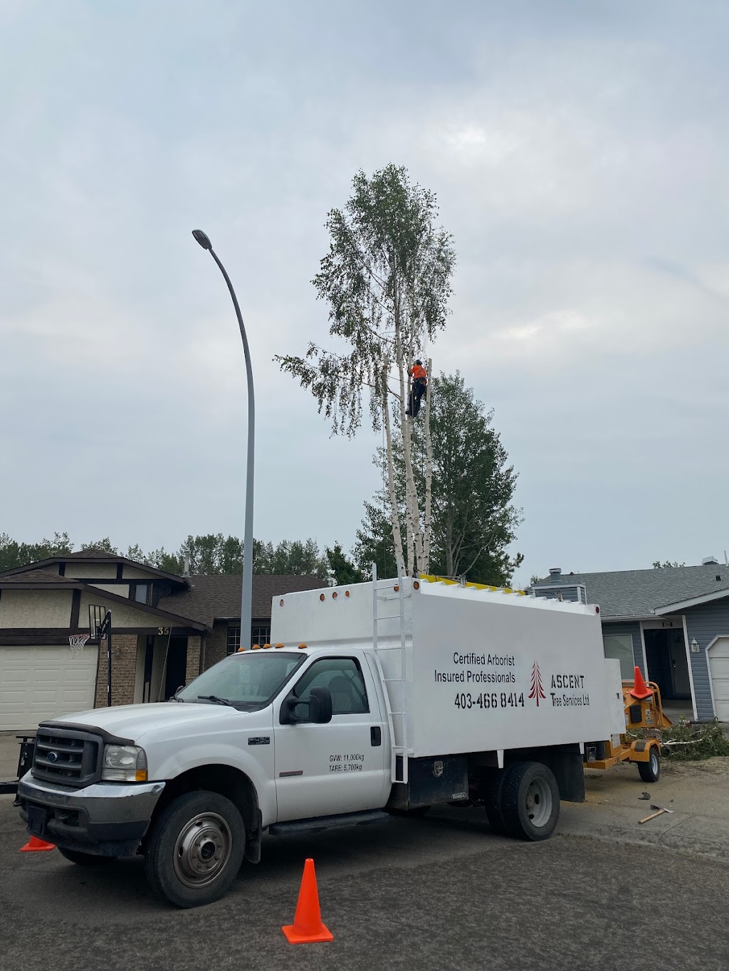 Ascent Tree Services Ltd. | 184 Sundown Rd, Cochrane, AB T4C 2M5, Canada | Phone: (403) 466-8414