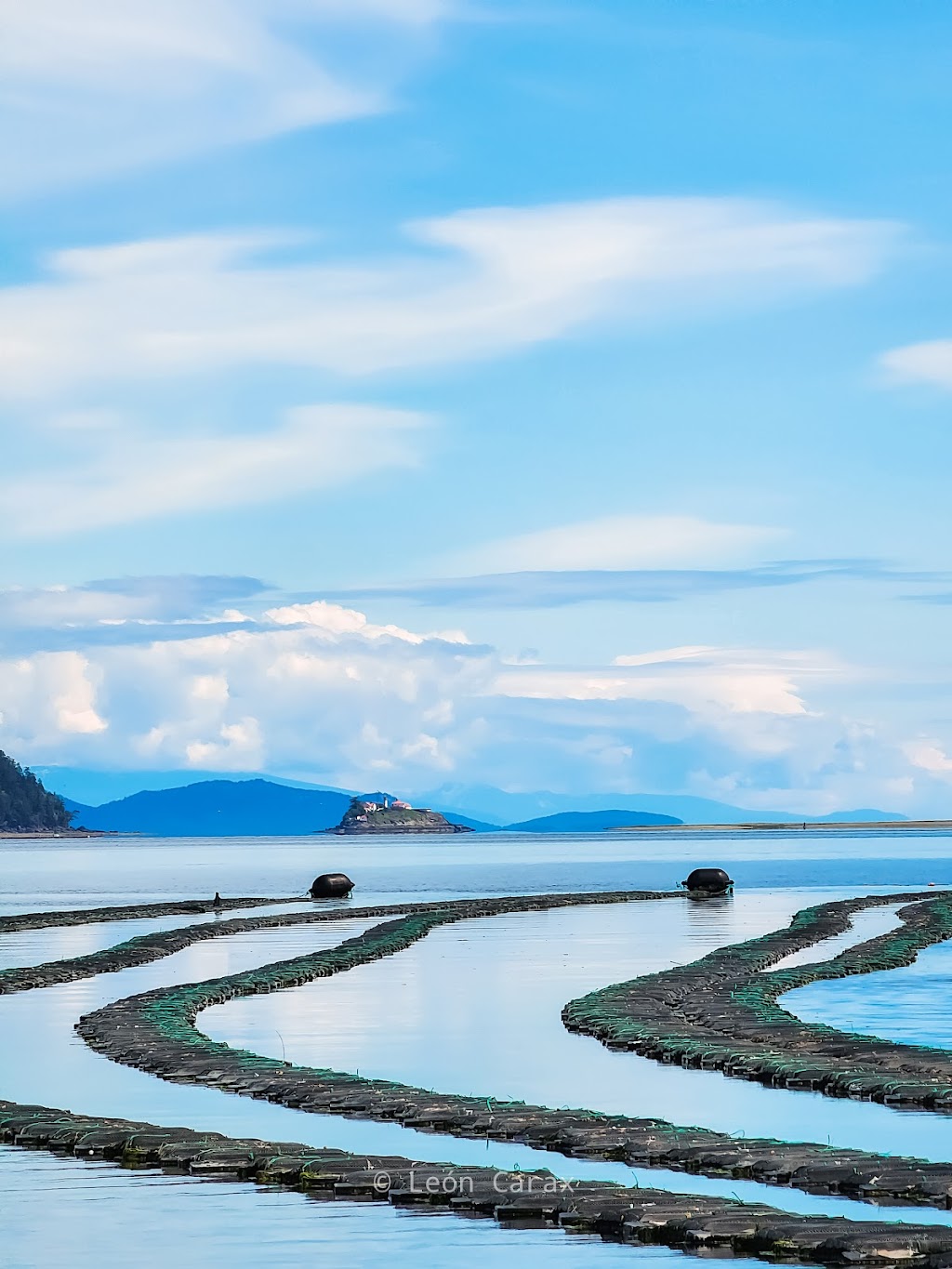 Fanny Bay Oysters | 8260 Island Hwy S, Fanny Bay, BC V0R 1W0, Canada | Phone: (250) 335-0125