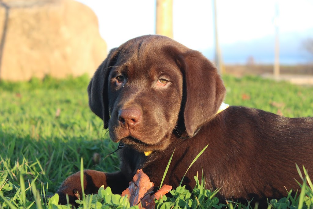 Riverbend Labrador Retrievers Ltd. | 2093 HWY 245, North Grant, NS B2G 2L1, Canada | Phone: (902) 318-4261